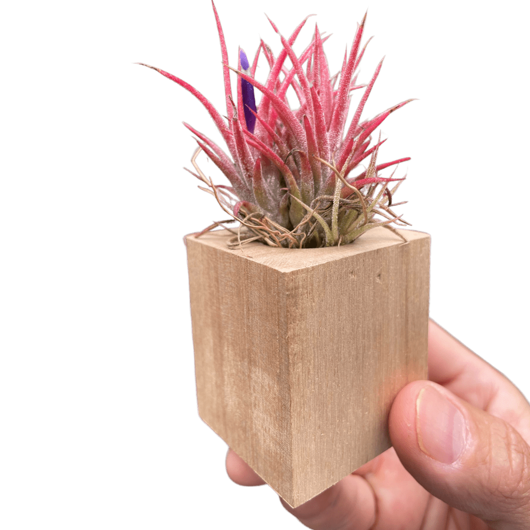 Tillandsia Air Plant Ionantha in Magnetic Wood Planter - Ethereal Company-Air PLants