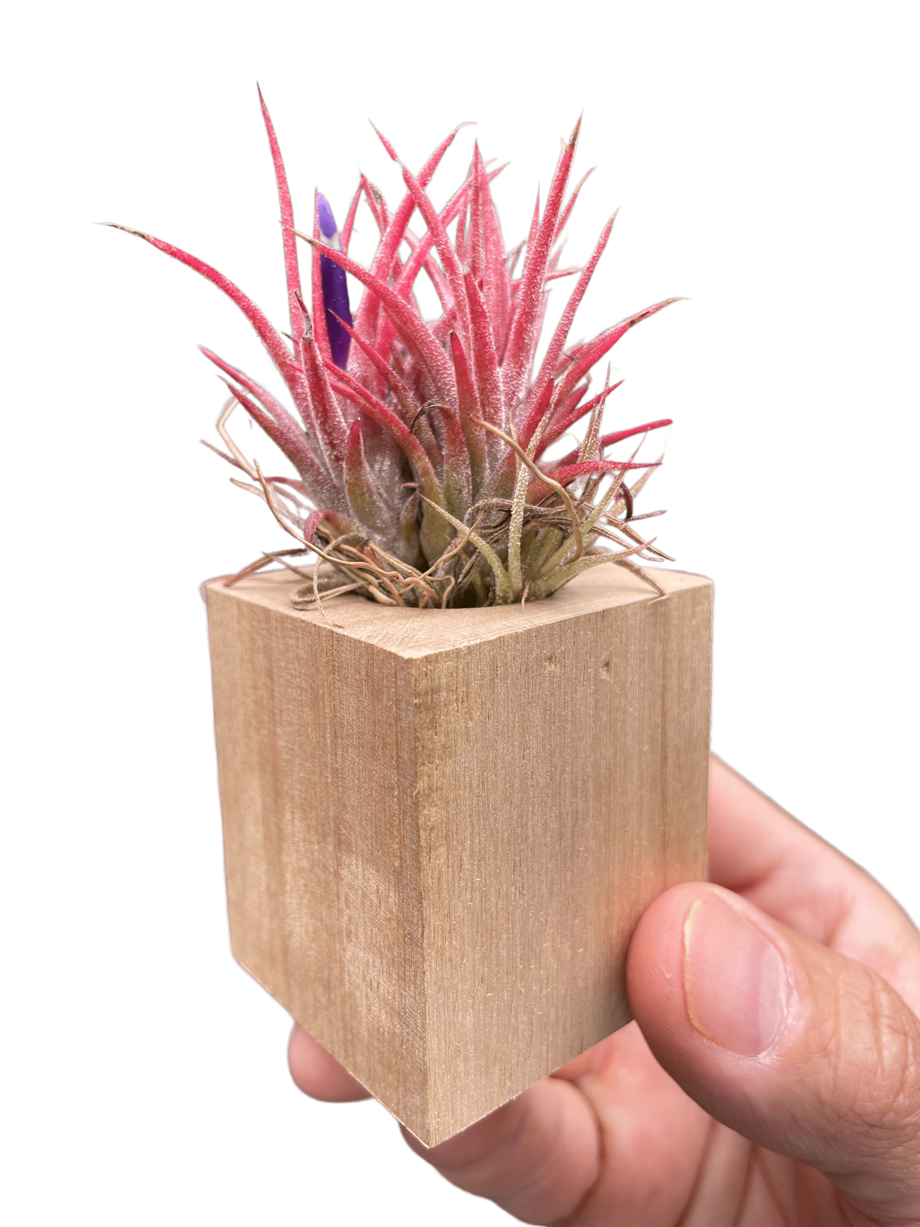 Tillandsia Air Plant Ionantha in Magnetic Wood Planter - Ethereal Company-Air PLants