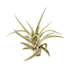 Tillandsia Air Plant Veluntina - Ethereal Company
