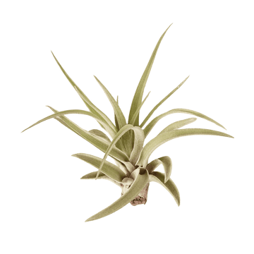 Tillandsia Air Plant Veluntina - Ethereal Company