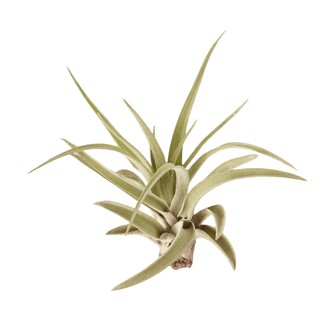 Tillandsia Air Plant Veluntina - Ethereal Company