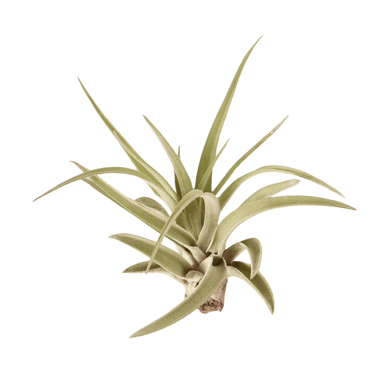 Tillandsia Air Plant Veluntina - Ethereal Company