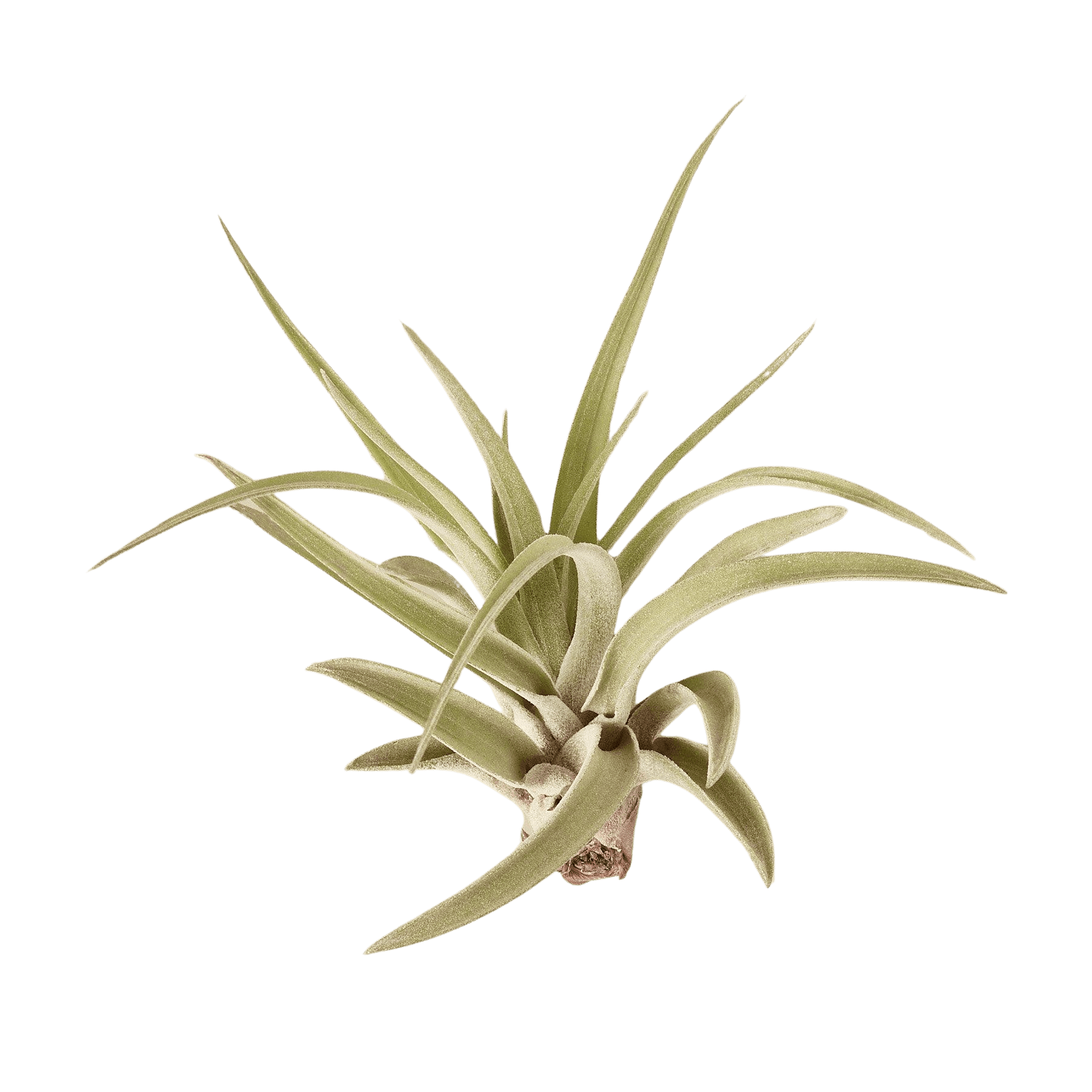 Tillandsia Air Plant Veluntina - Ethereal Company