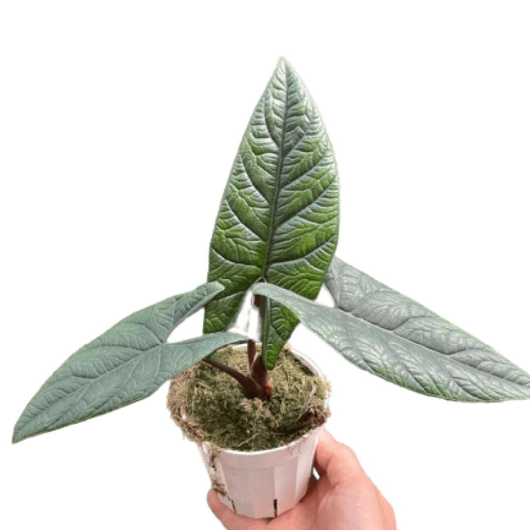 Alocasia &