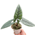 Alocasia &