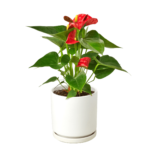Anthurium &
