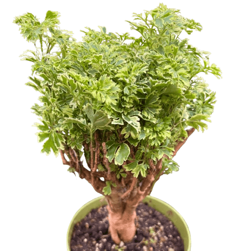 Aralia Ming Gold Mini Bonsai - Ethereal Company