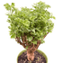 Aralia Ming Gold Mini Bonsai - Ethereal Company