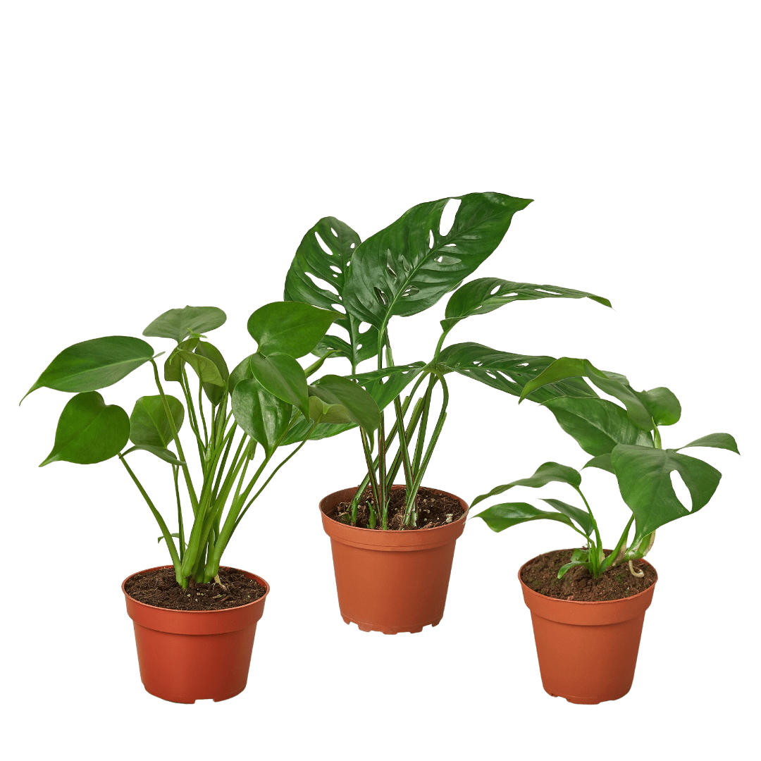 Monstera Bundle - Ethereal Company-Bundle