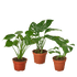 Monstera Bundle - Ethereal Company-Bundle