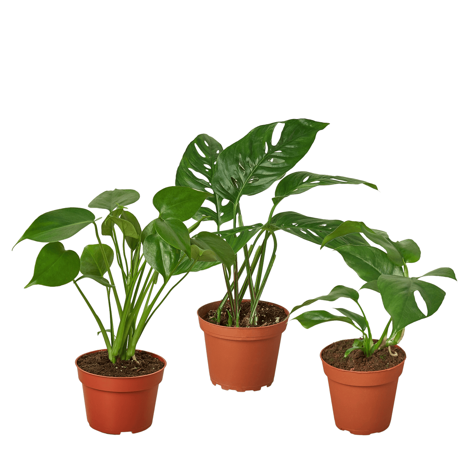 Monstera Bundle - Ethereal Company-Bundle