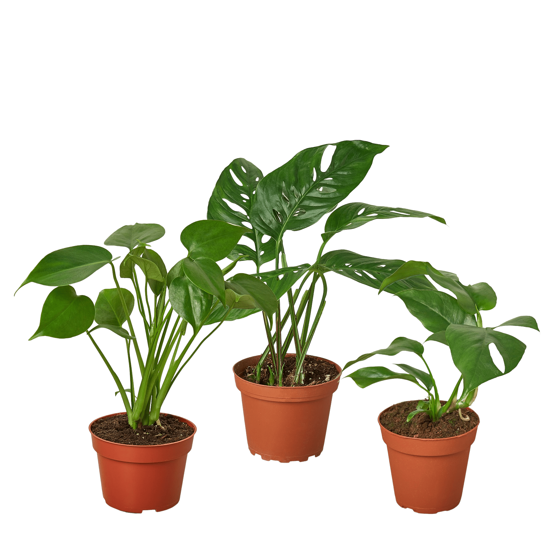Monstera Bundle - Ethereal Company-Bundle