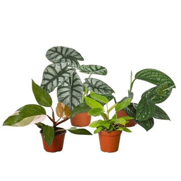 Rare Plant Bundle - Ethereal Company