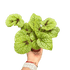 Begonia &