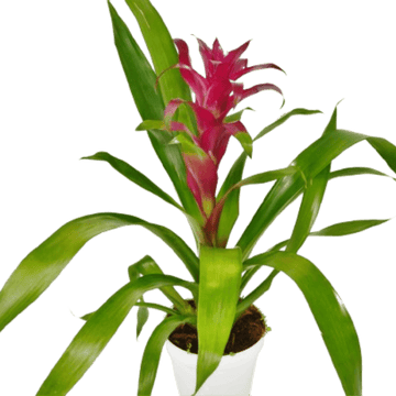 Bromeliad Guzmania &