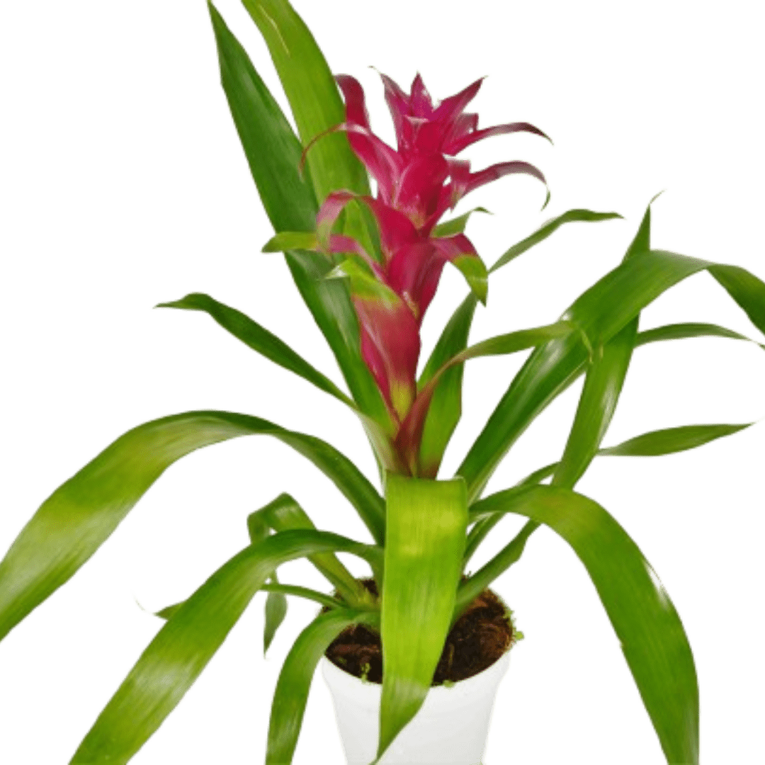 Bromeliad Guzmania &