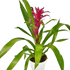 Bromeliad Guzmania &