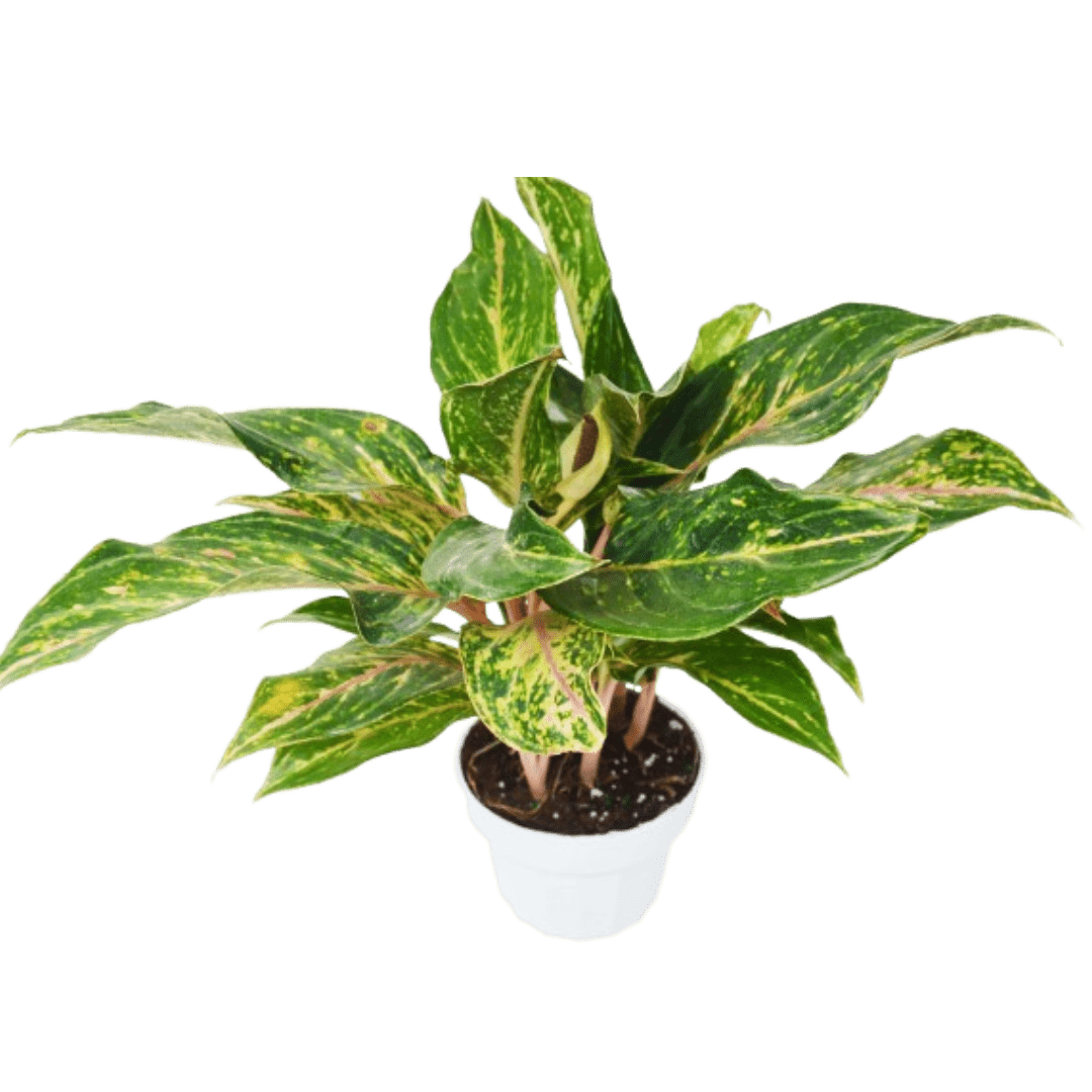 Chinese Evergreen &