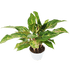 Chinese Evergreen &