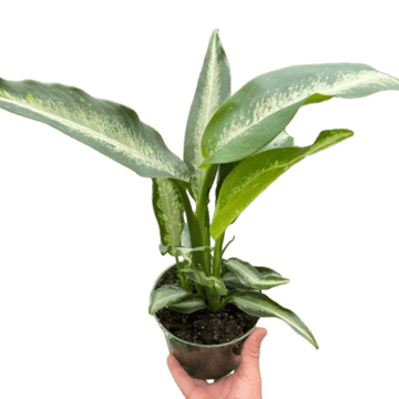Dieffenbachia Panther - Ethereal Company-Indoor Plants