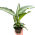 Dieffenbachia Panther - Ethereal Company-Indoor Plants