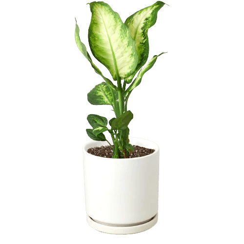 Dieffenbachia Camille - Ethereal Company-Indoor Plants