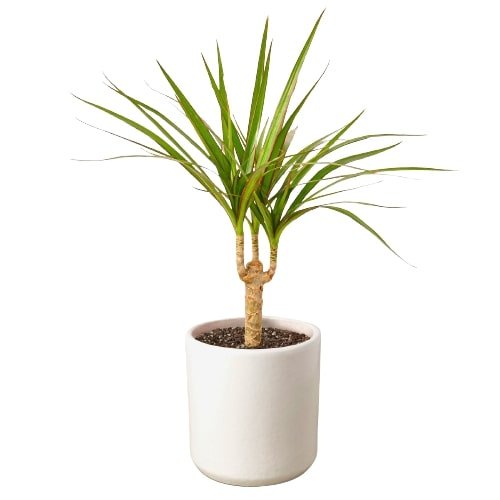 Dracaena Marginata Cane - Ethereal Company-Indoor Plants