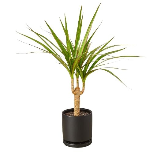 Dracaena Marginata Cane - Ethereal Company-Indoor Plants