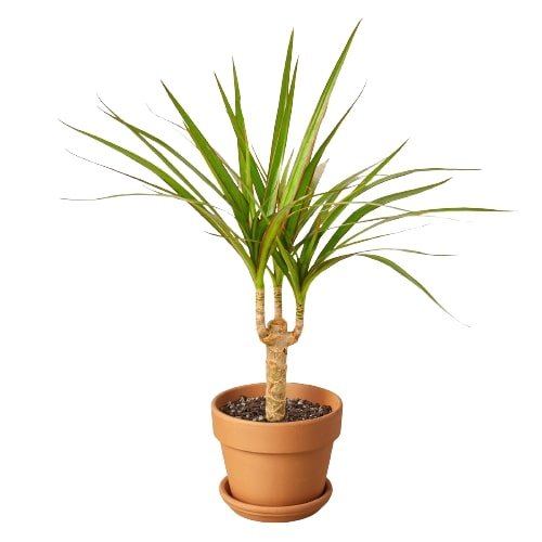 Dracaena Marginata Cane - Ethereal Company-Indoor Plants