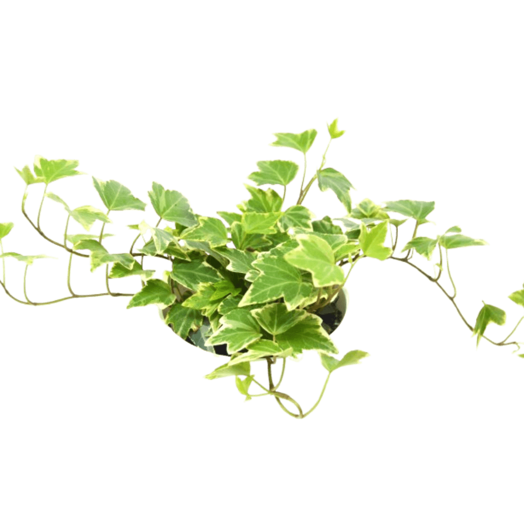 English Ivy &