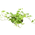 English Ivy &