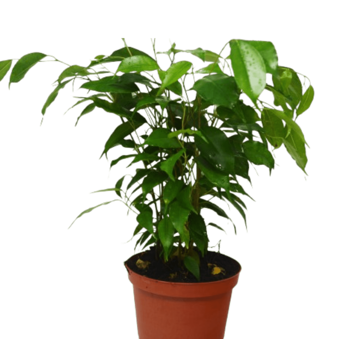 Ficus &