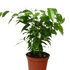 Ficus &