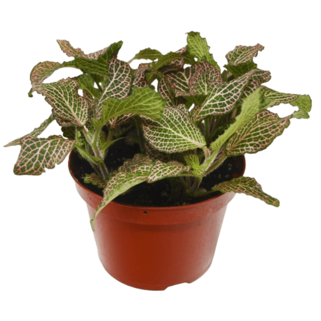 Fittonia &