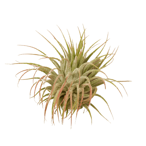 Tillandsia Air Plant Ionantha Guatemala - Ethereal CompanyAir PLants
