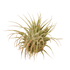 Tillandsia Air Plant Ionantha Guatemala - Ethereal CompanyAir PLants