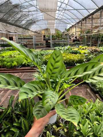 Calathea Leopardina - Ethereal Company-