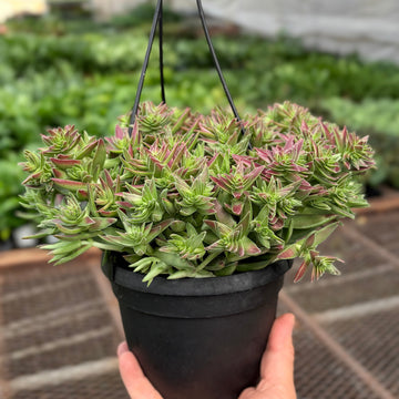 Succulent Crassula Capitella Red - Ethereal Company-