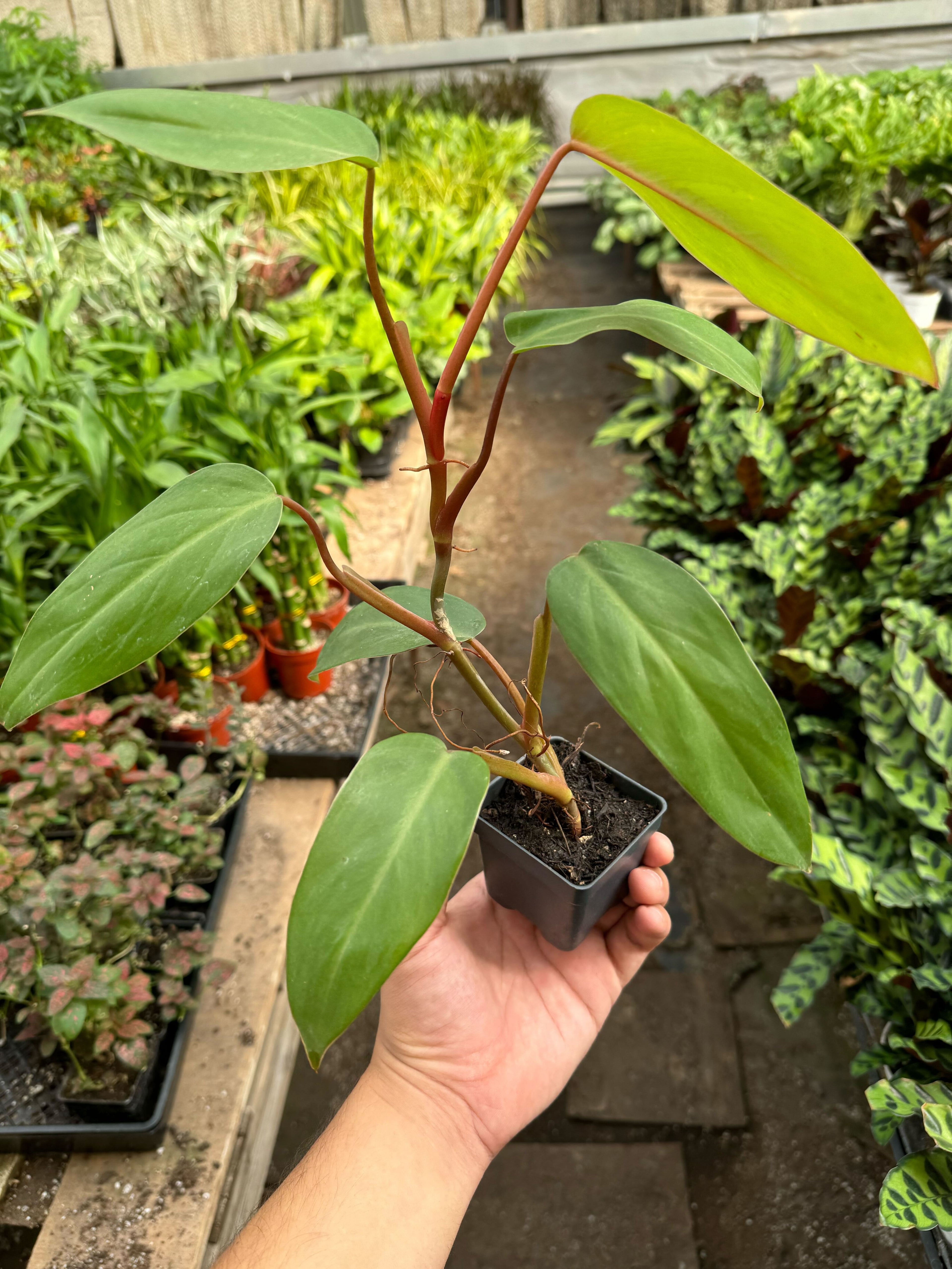 Philodendron Red Emerald - Ethereal Company-Indoor Plants