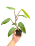Philodendron Red Emerald - Ethereal Company-Indoor Plants