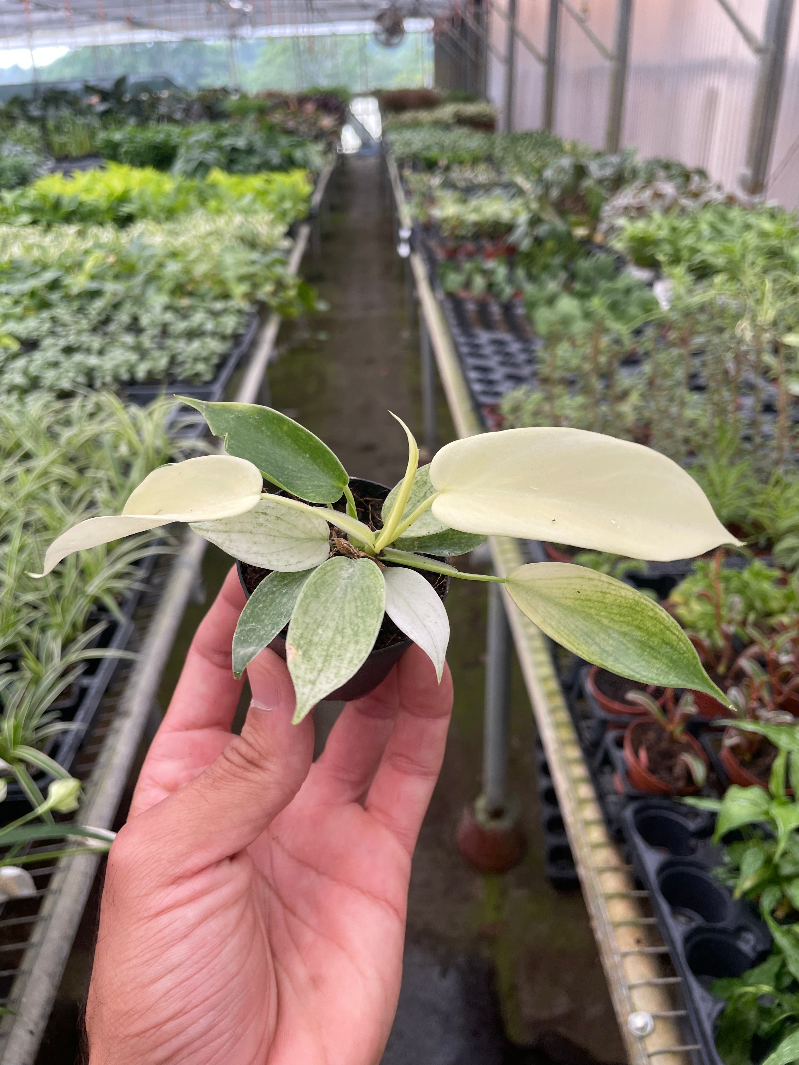Philodendron &