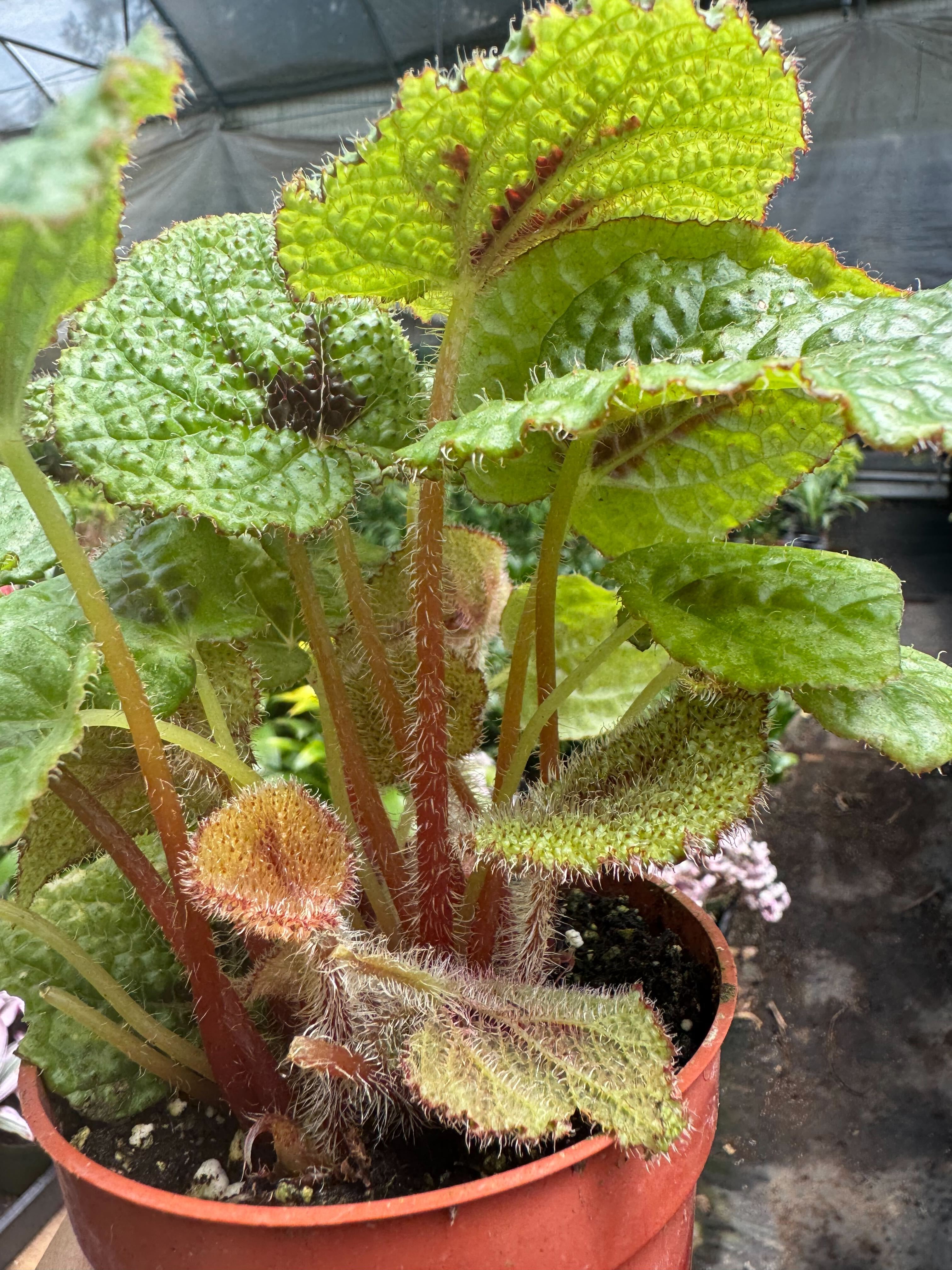 Begonia &