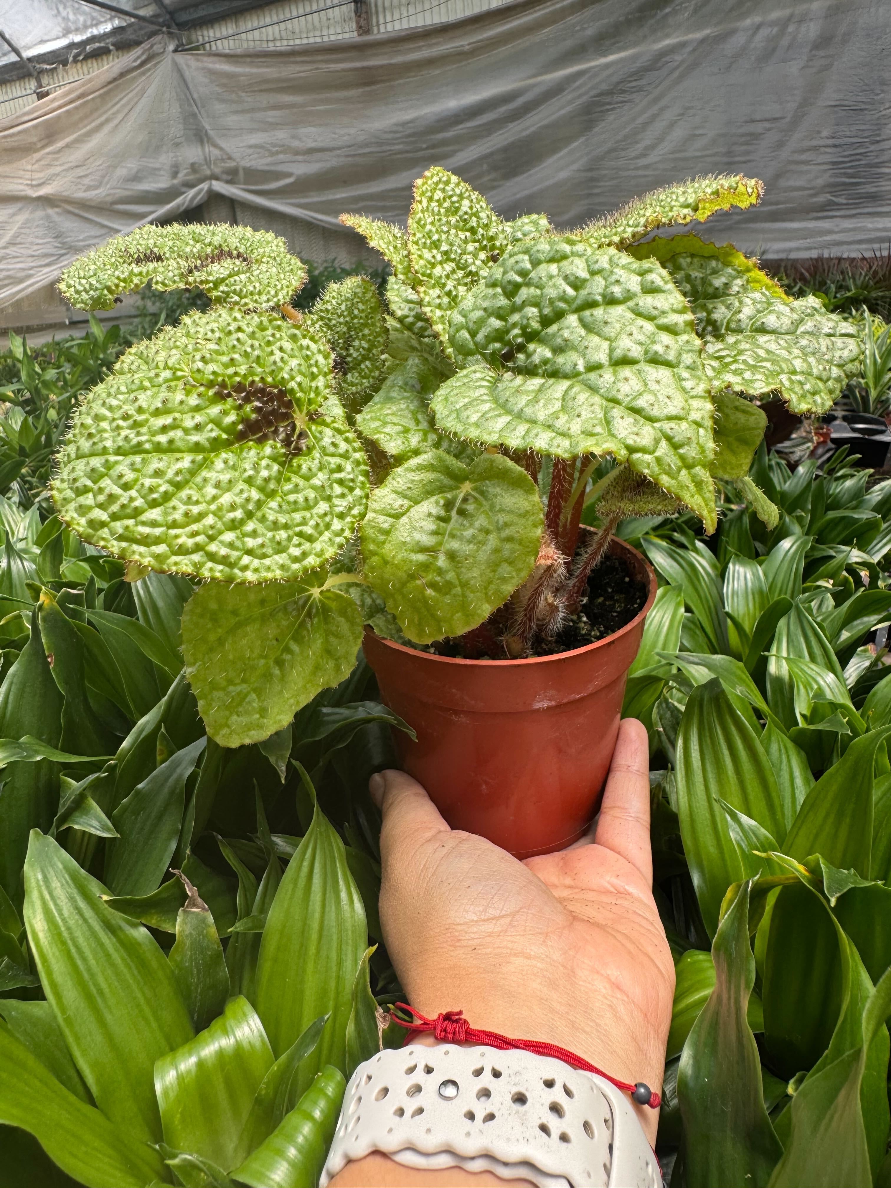 Begonia &