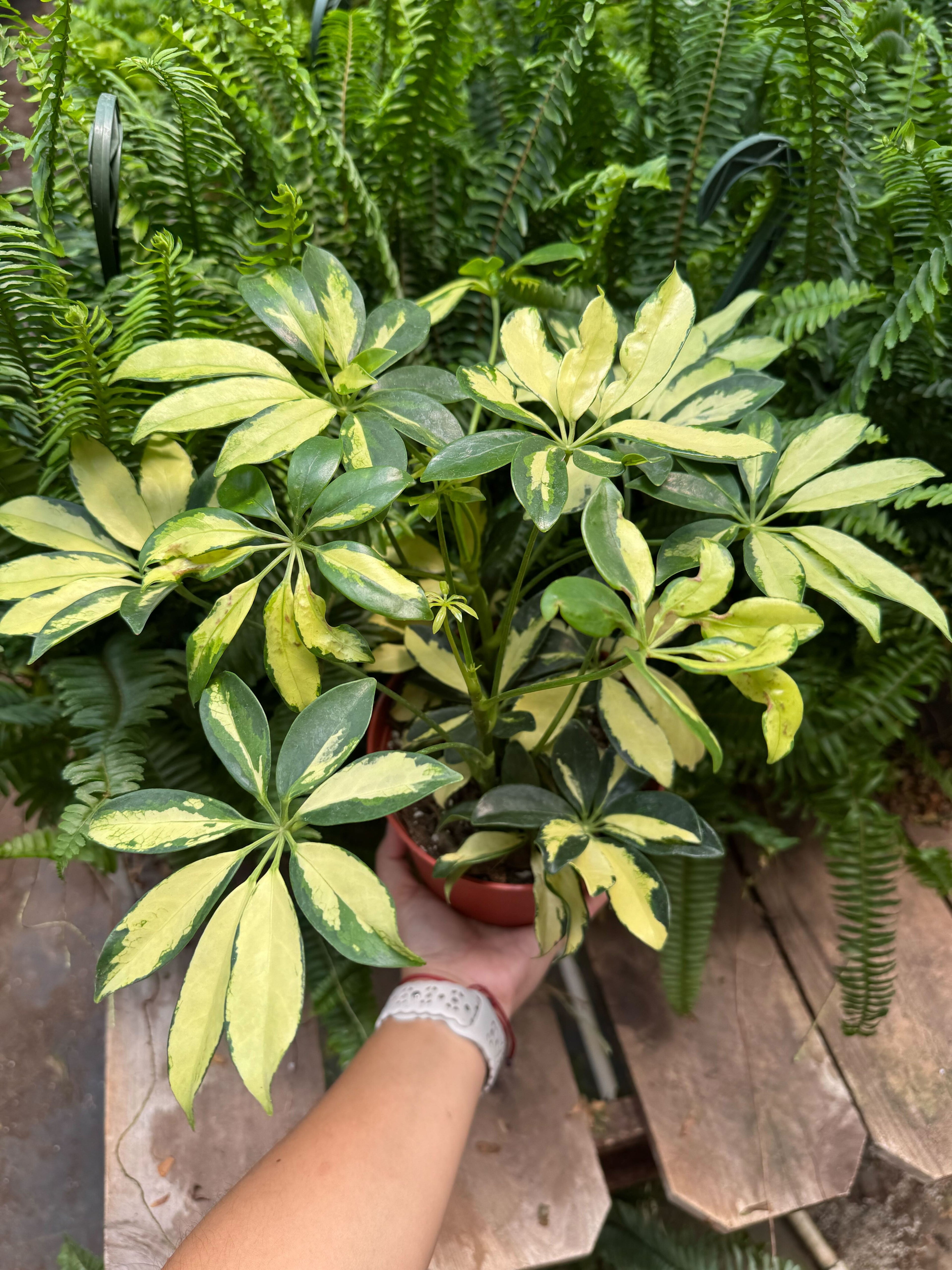 Schefflera Trinette - Ethereal Company-