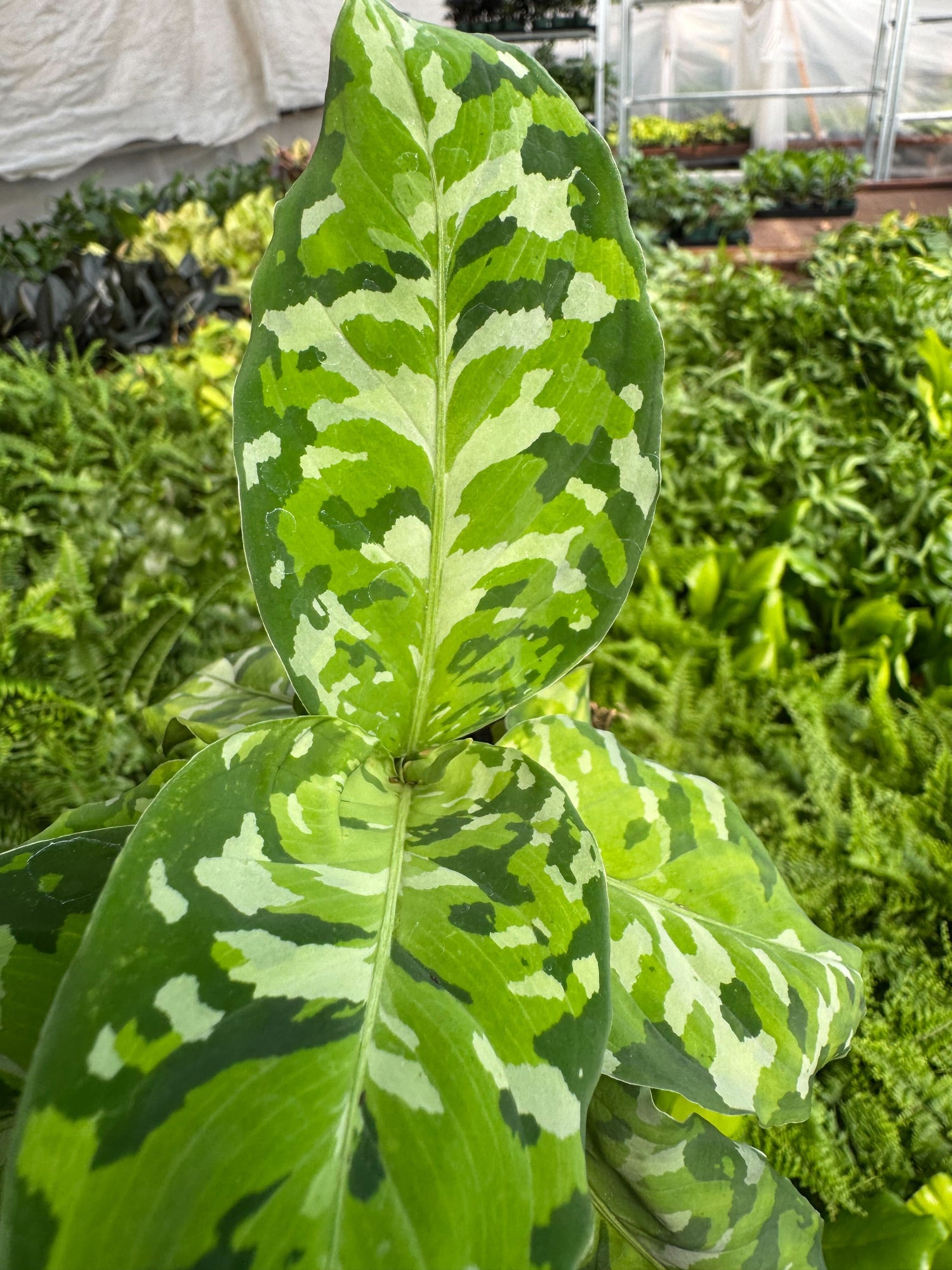 Chinese Evergreen Pictum Tricolor - Ethereal Company-4" Plant