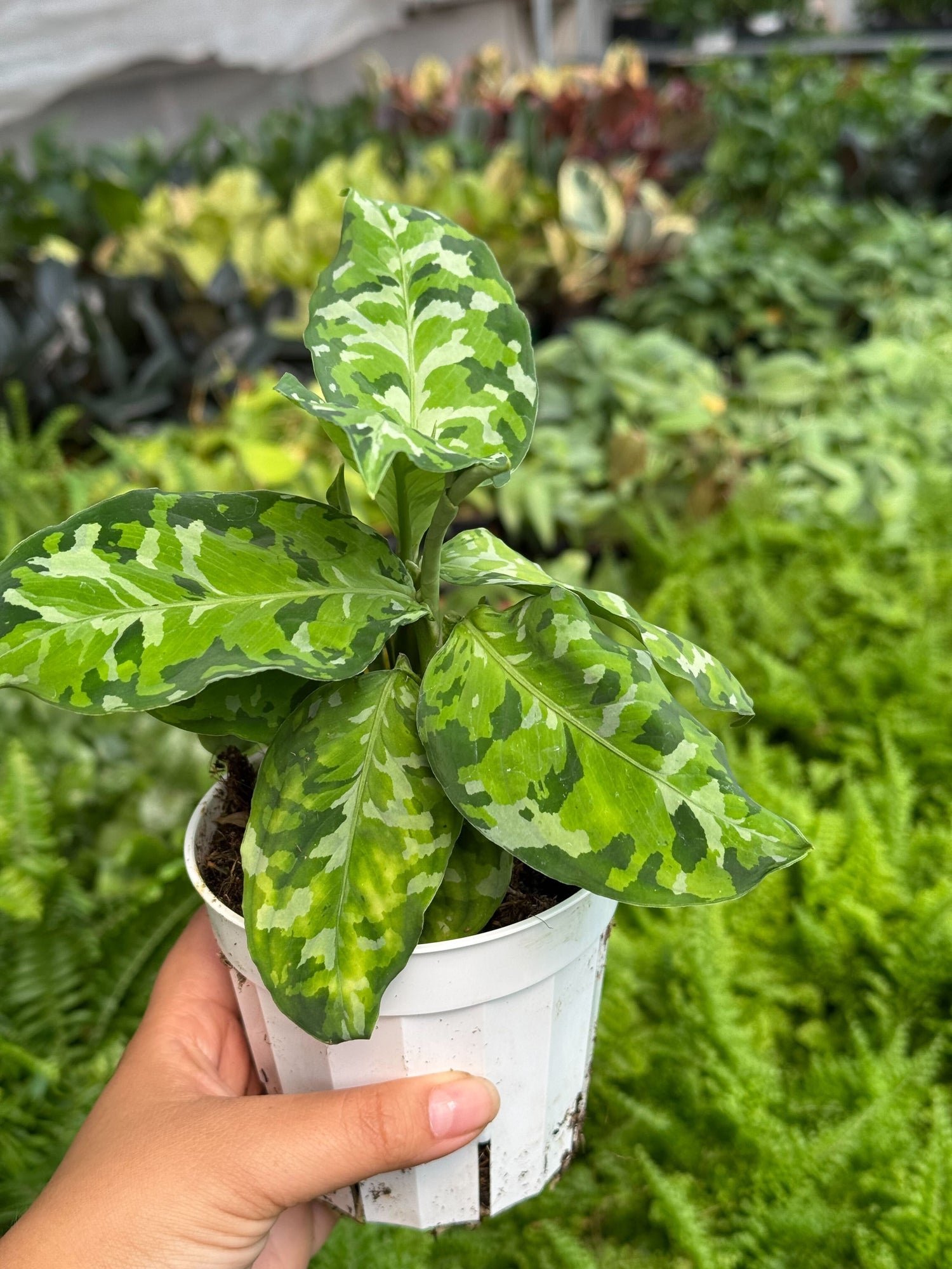 Chinese Evergreen Pictum Tricolor - Ethereal Company-4" Plant