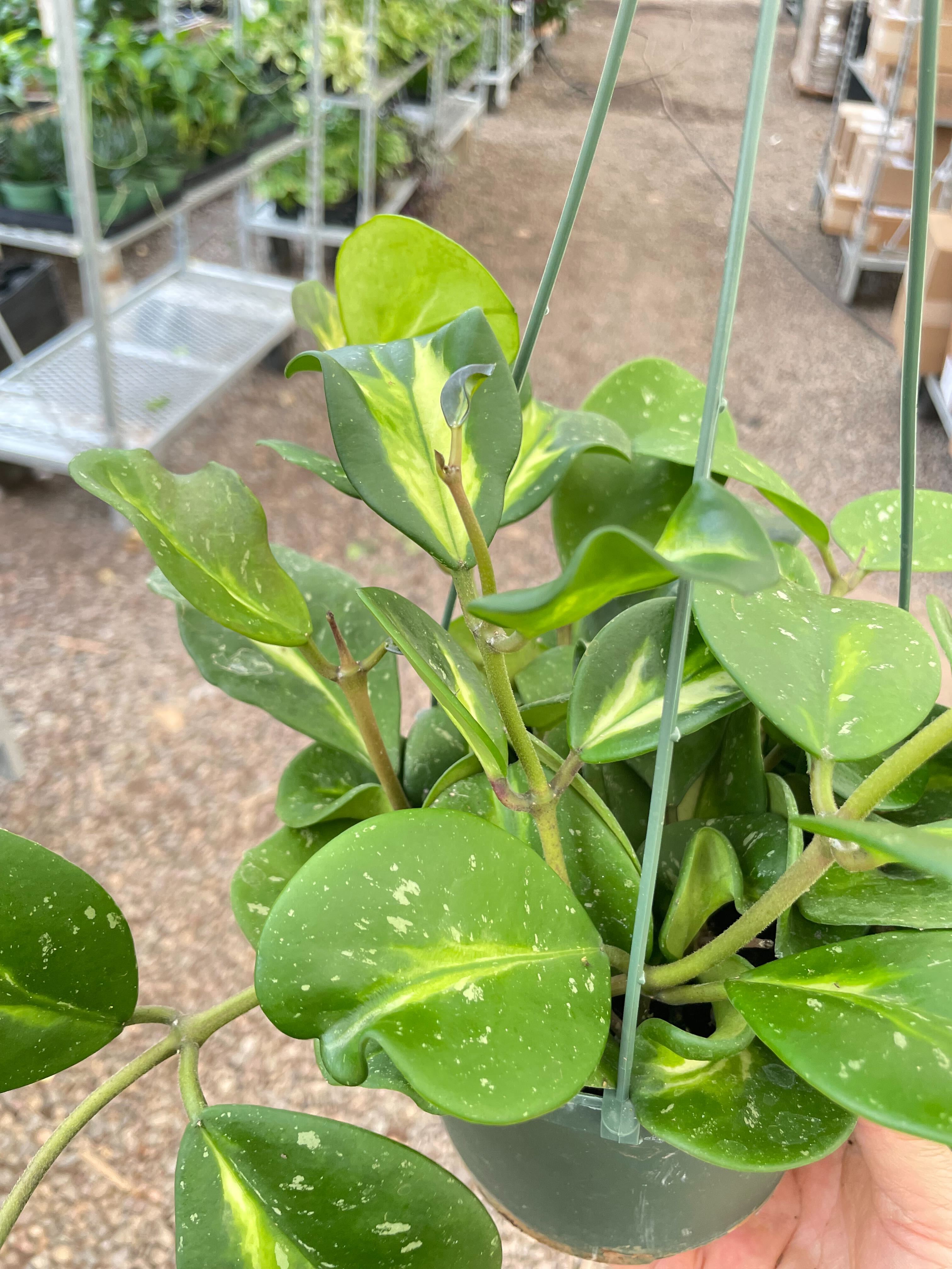 Hoya Obovata Reverse - Ethereal Company-4" Plant