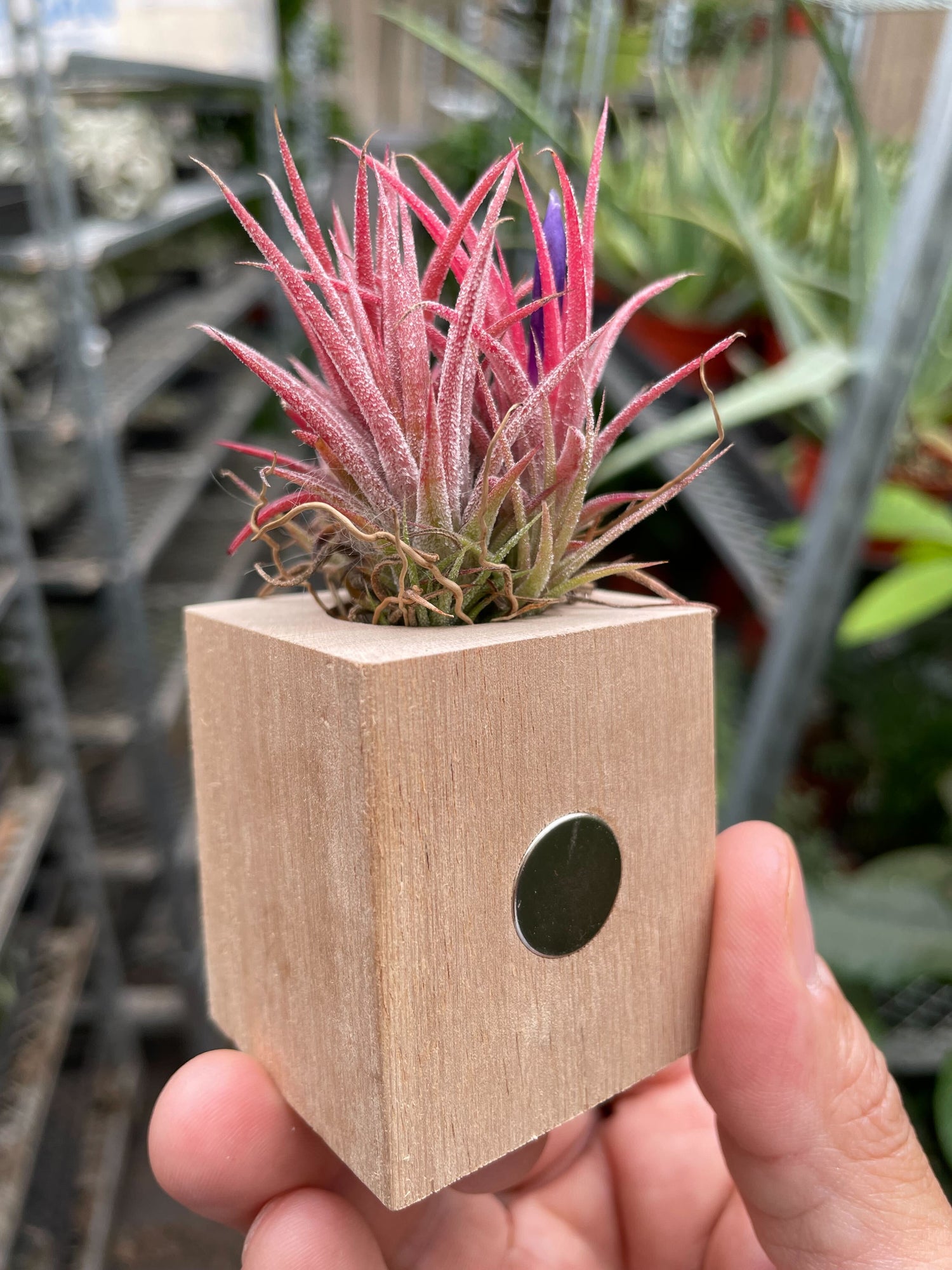 Tillandsia Air Plant Ionantha in Magnetic Wood Planter - Ethereal Company-Air PLants