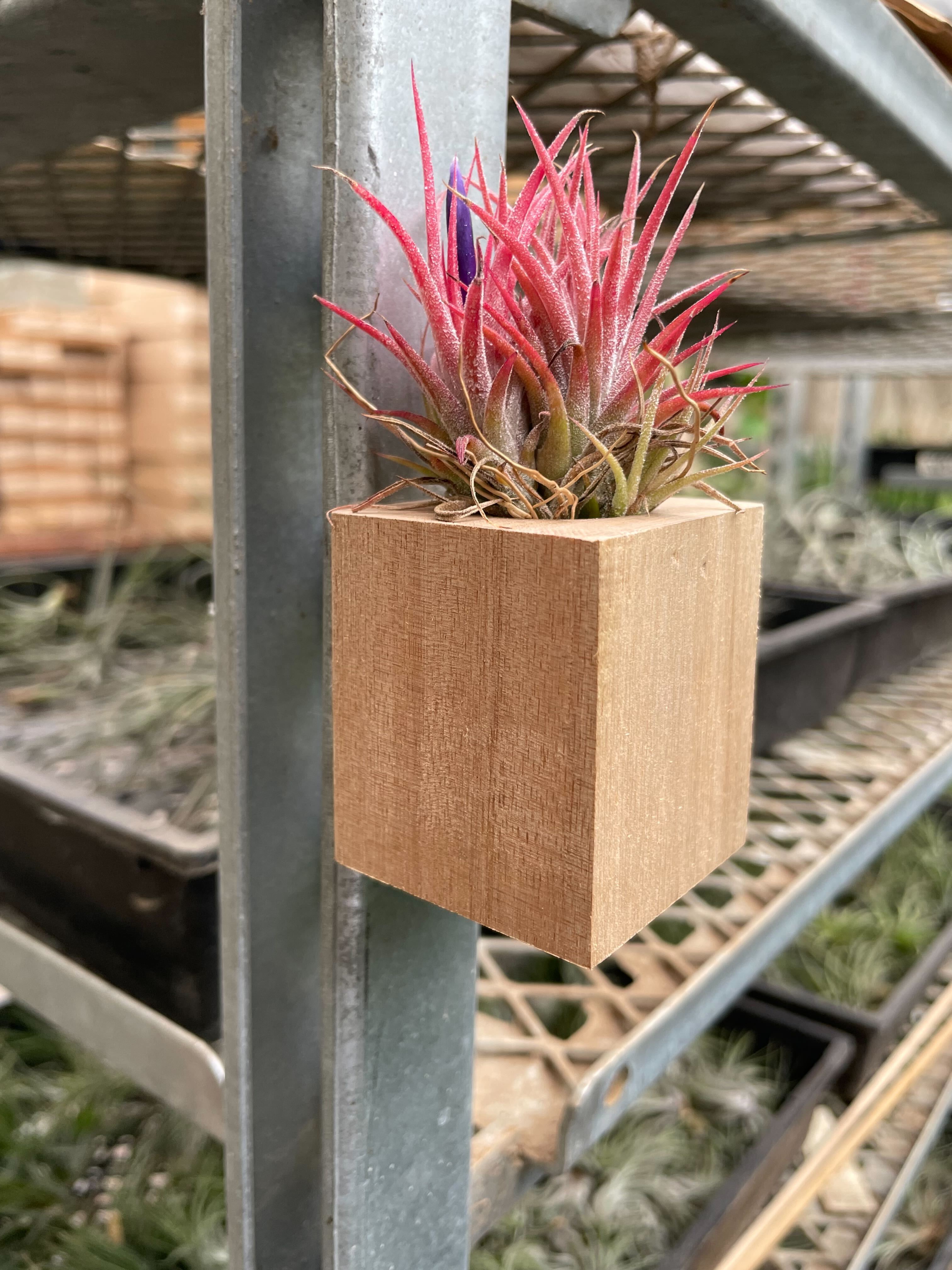 Tillandsia Air Plant Ionantha in Magnetic Wood Planter - Ethereal Company-Air PLants