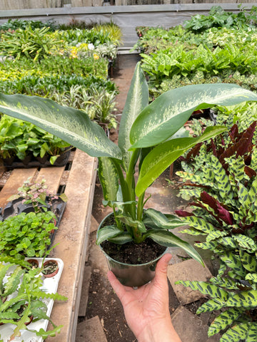 Dieffenbachia Panther - Ethereal Company-Indoor Plants